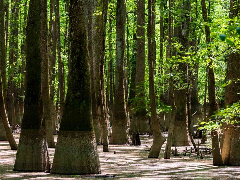 Richland County, SC